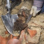 Tree roots near sewer line